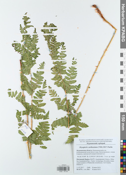 KPABG043934