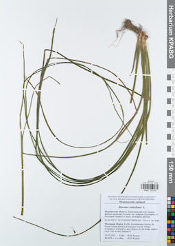 KPABG044025