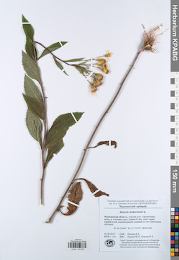 KPABG044208