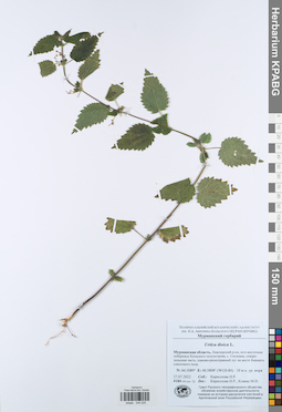 KPABG044225