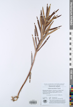 KPABG044233