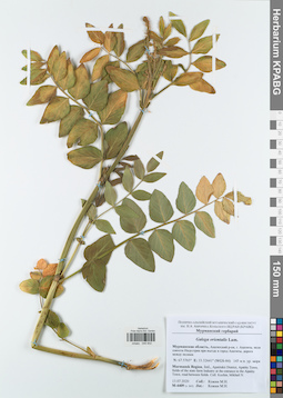 KPABG046902