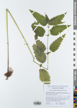 KPABG043742