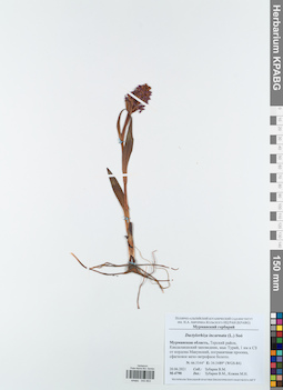 KPABG043803