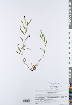 KPABG044330