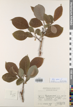 KPABG044369