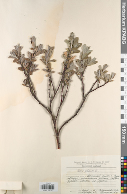 KPABG044397