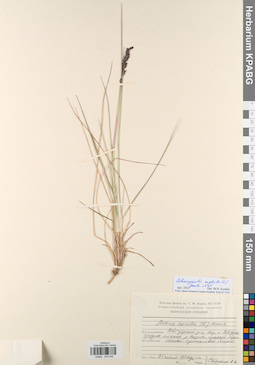KPABG044436