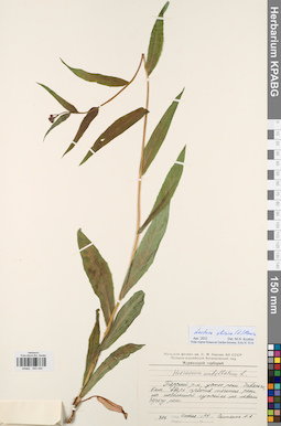KPABG044440