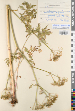 KPABG044468