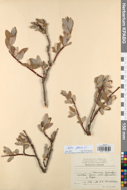 KPABG044475