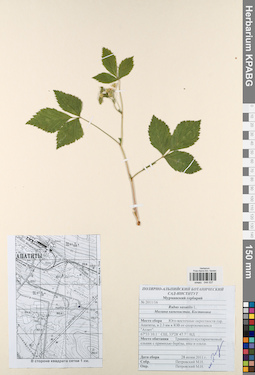 KPABG044537