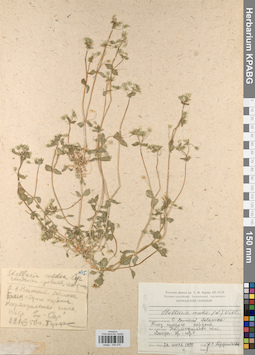 KPABG044575