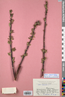KPABG017505