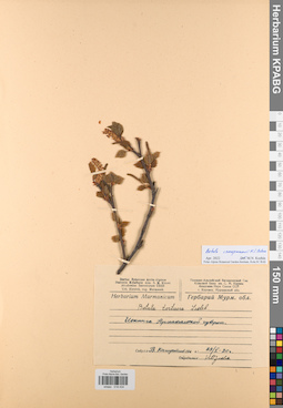 KPABG018434