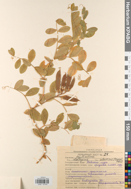 KPABG044806