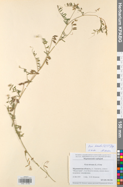 KPABG004882