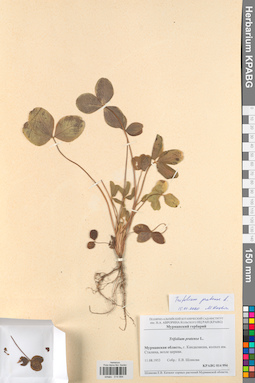 KPABG014994