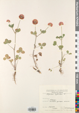 KPABG029759