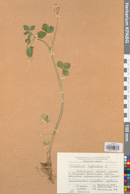 KPABG029767