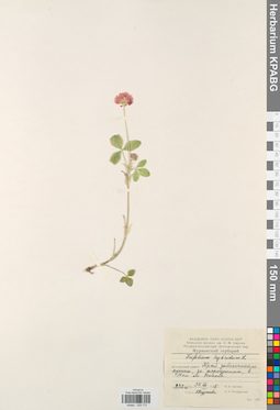 KPABG029772