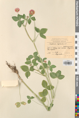 KPABG029780