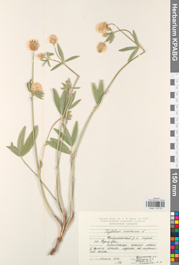 KPABG029783