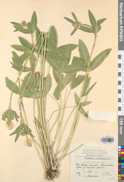 KPABG029790