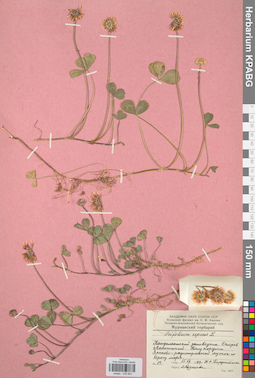 KPABG029803