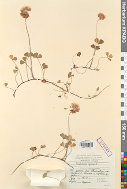 KPABG029851
