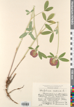 KPABG029855