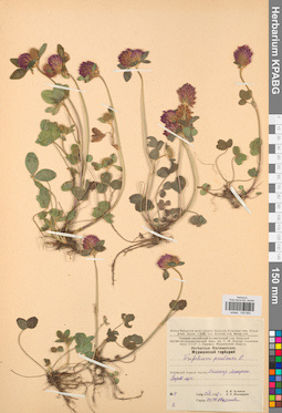 KPABG029884