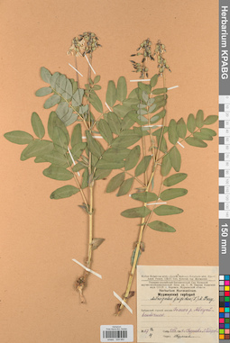 KPABG029982