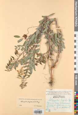 KPABG029985