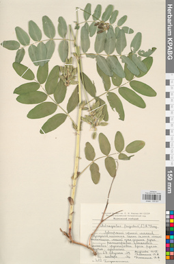 KPABG030027