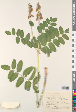 KPABG030030
