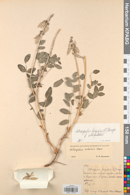 KPABG030037