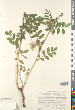 KPABG030042