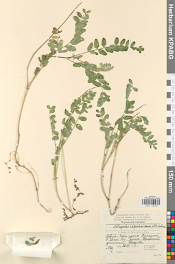 KPABG030081