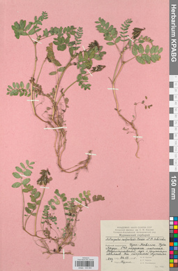 KPABG030084