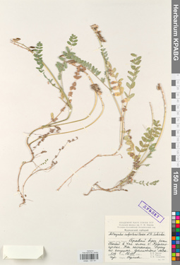 KPABG030181