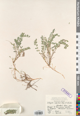 KPABG030184