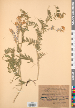 KPABG030442