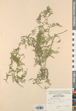 KPABG030453