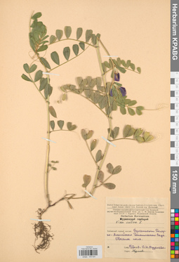 KPABG030524