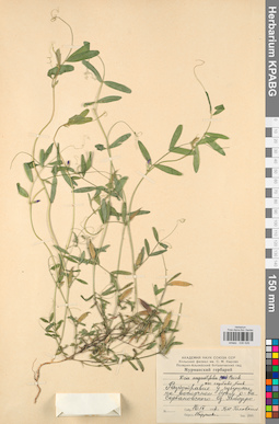 KPABG030526