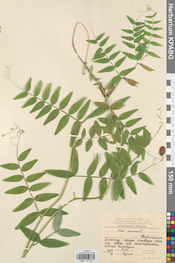 KPABG030534