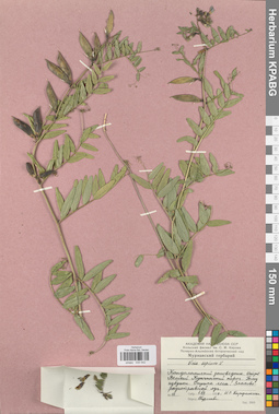 KPABG030542