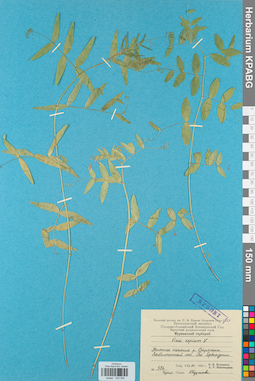 KPABG030590