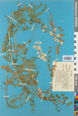 KPABG030618
